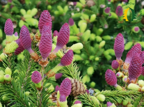 Picea abies 'Medusa' Pa